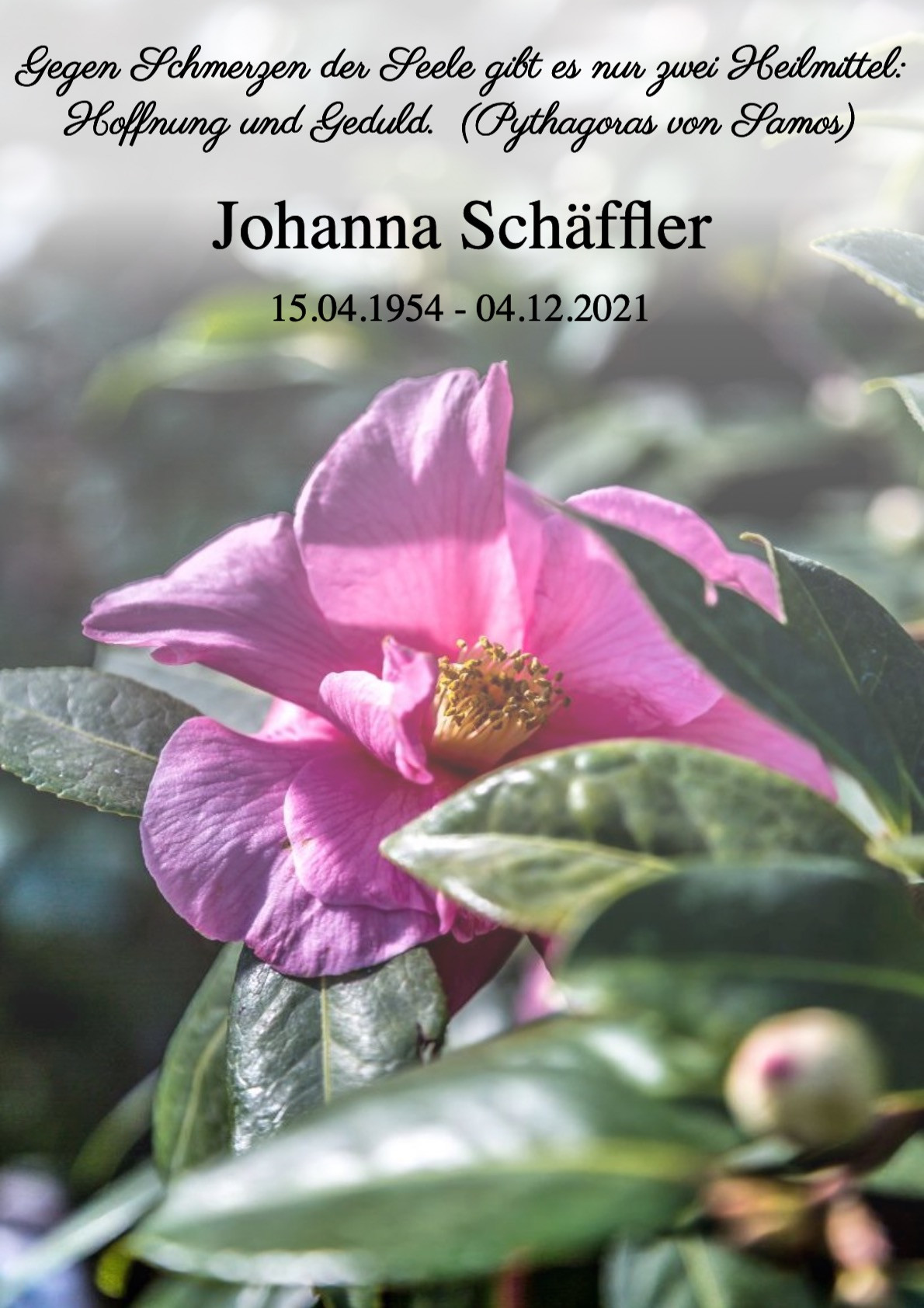 Traueranzeige von Johanna Schäffler