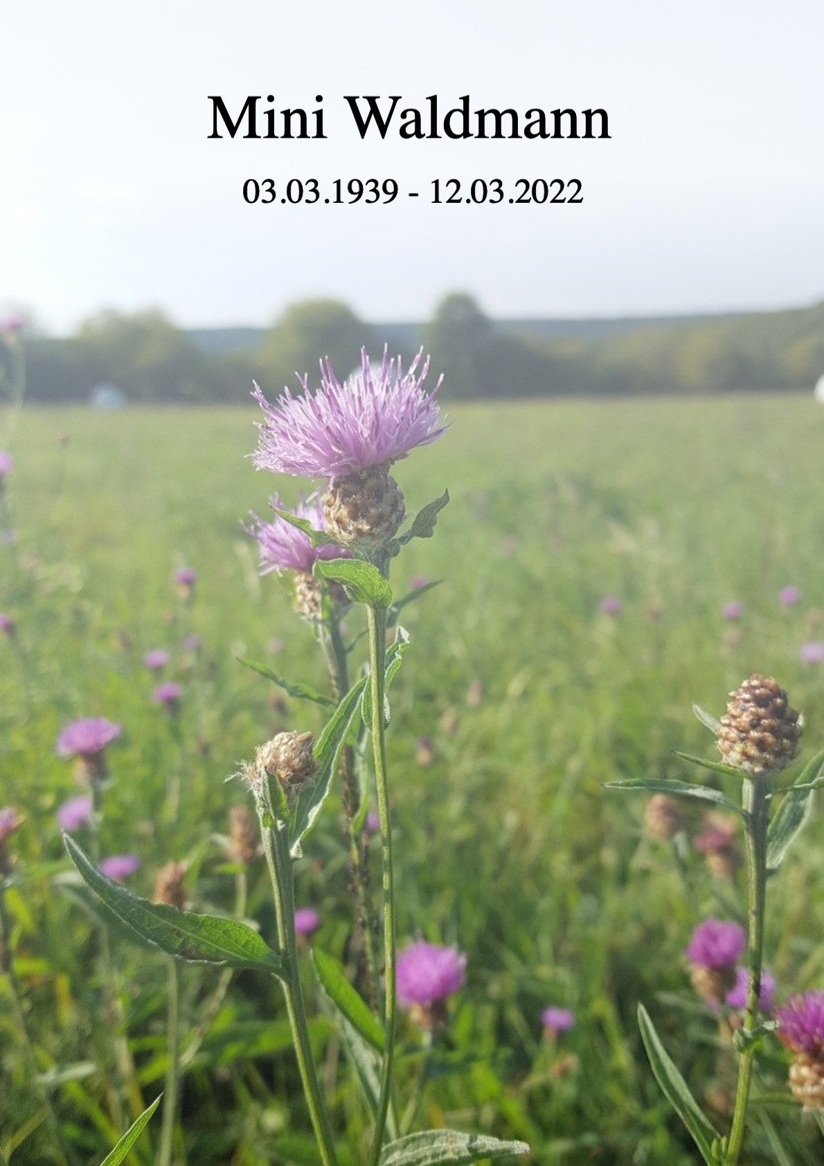 Traueranzeige von Mini Waldmann