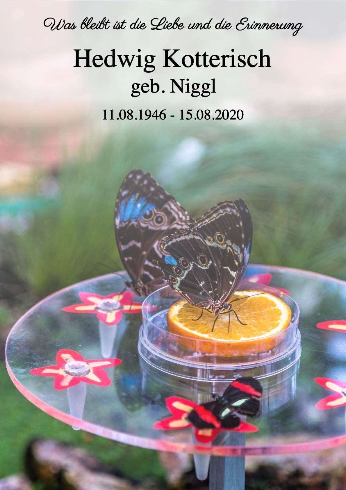 Traueranzeige von Hedwig Kotterisch