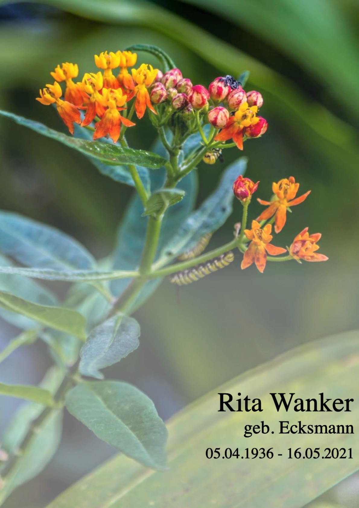 Traueranzeige von Rita Wanker